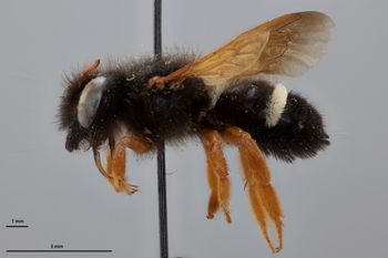 Media type: image;   Entomology 789976 Aspect: habitus lateral view
